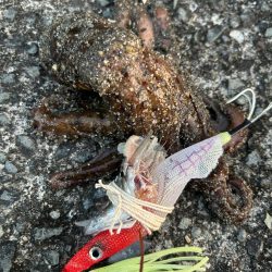 アジカサゴタコ