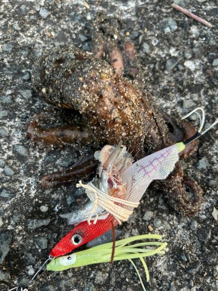 アジカサゴタコ