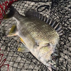 ヘチってきました