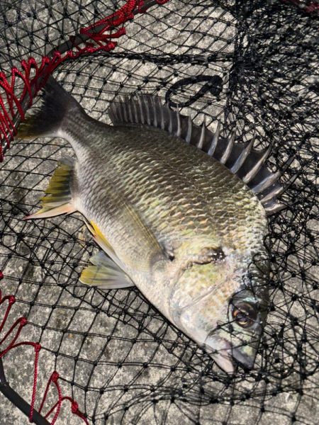 ヘチってきました