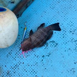 ロックフィッシュ