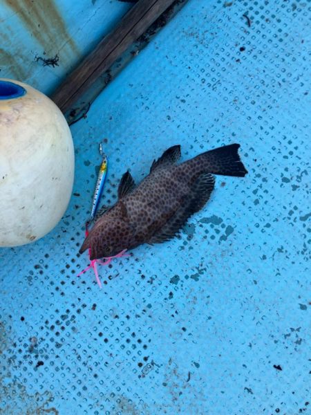 ロックフィッシュ