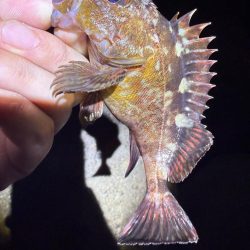 2夜連続メバリング