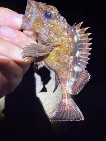 2夜連続メバリング