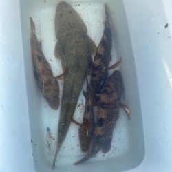 久しぶりの釣果