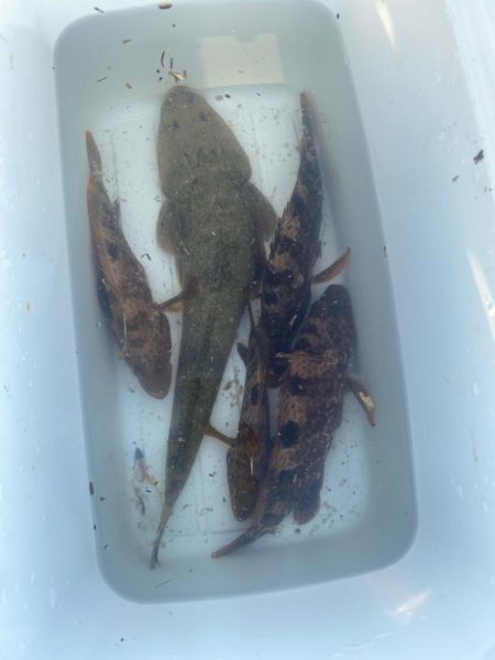 久しぶりの釣果