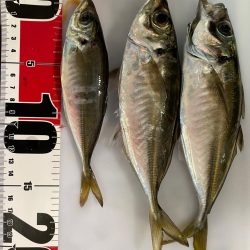 今日はアジつれた