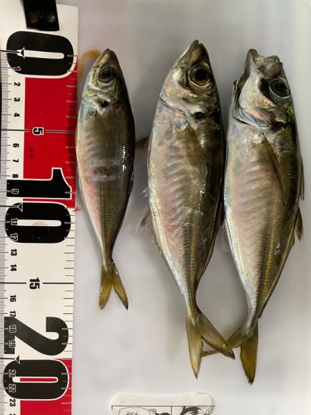 今日はアジつれた