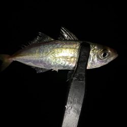 テクニカル豆アジング