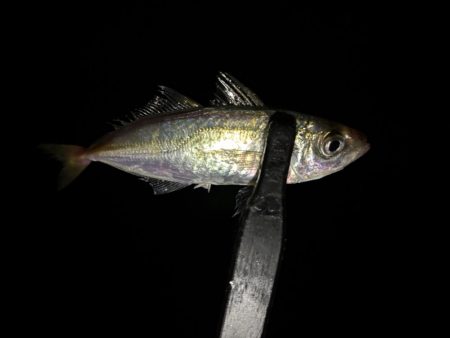 テクニカル豆アジング