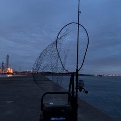 誰か姫路で青物釣れてます?