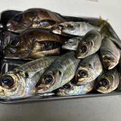 リベンジメバル