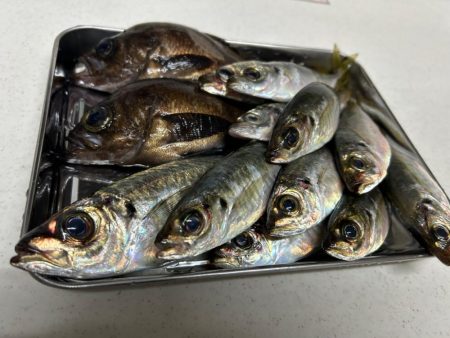 リベンジメバル