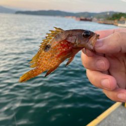 宮津遠征エサライトゲーム