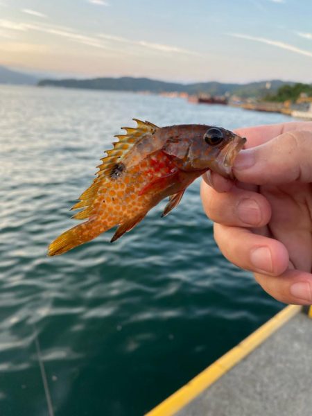 宮津遠征エサライトゲーム