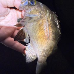 久しぶりの爆釣メバリング