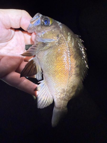 久しぶりの爆釣メバリング