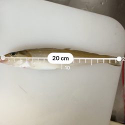 いいサイズのキスが釣れました