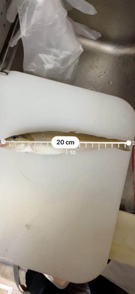 いいサイズのキスが釣れました