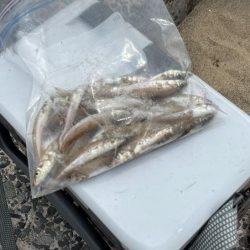 砂丘海岸でキス釣り｜群れが小さく続きません！