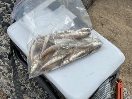 砂丘海岸でキス釣り｜群れが小さく続きません…