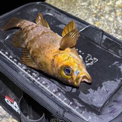 梅雨メバルで２０UPが連発！