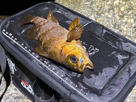 梅雨メバルで２０UPが連発！