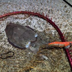 姫路春エギング｜夕マヅメにキロアップゲット！