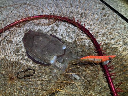 姫路春エギング｜夕マヅメにキロアップゲット！