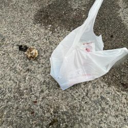 清掃活動：サビキ五目釣り