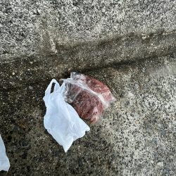 清掃活動：おせんの日