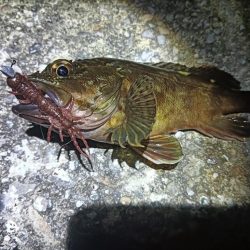 アコウ釣れない