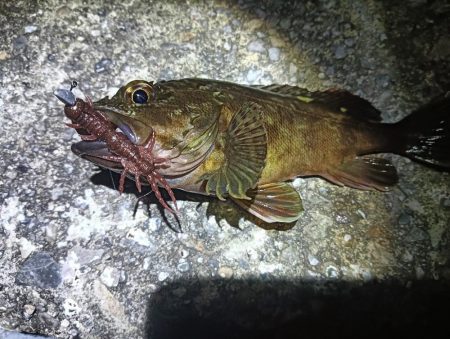 アコウ釣れない