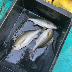 旬のイサキ釣り