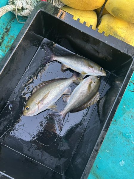 旬のイサキ釣り