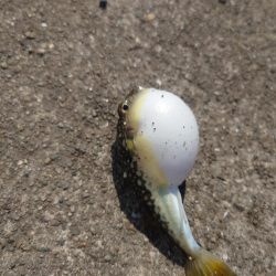 飲ませ＆ショアジギ