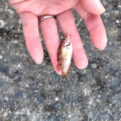 シーズン2回目の豆アジ釣り