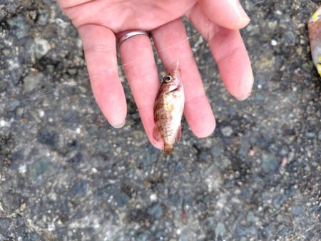 シーズン2回目の豆アジ釣り