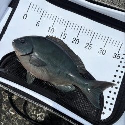 和歌山市江（吉丸渡船）でグレ釣り