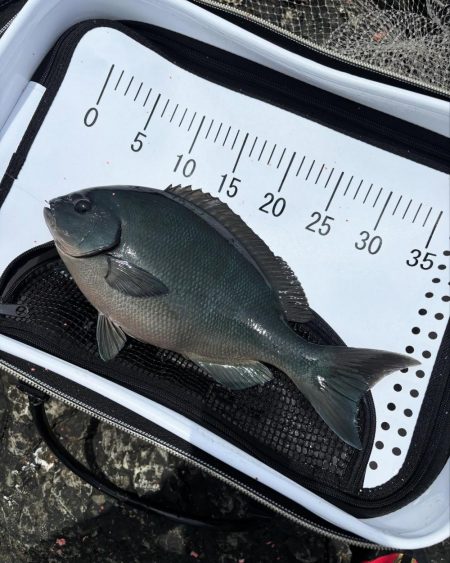 和歌山市江（吉丸渡船）でグレ釣り