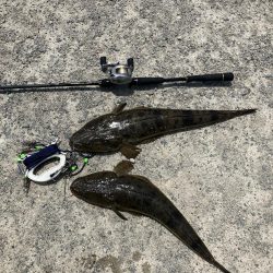 計画休暇2日目 宮津マゴチ祭り