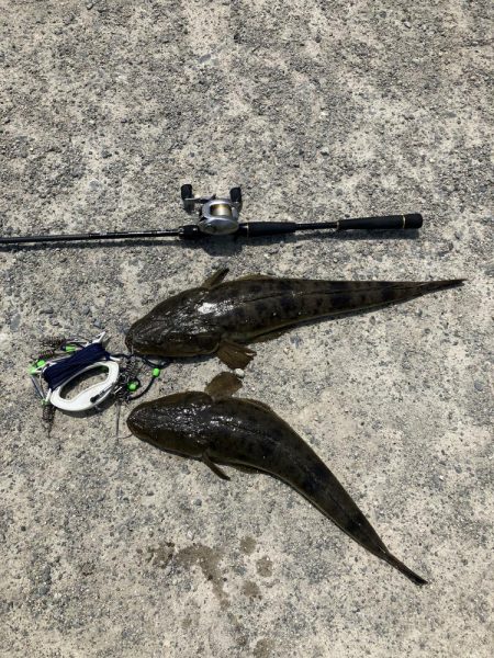 計画休暇2日目 宮津マゴチ祭り