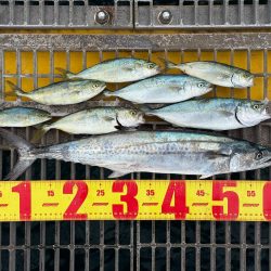 サゴシとツバス御一行