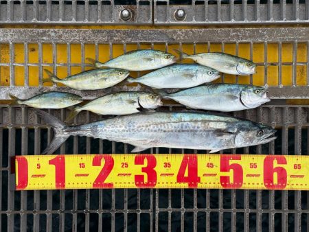 サゴシとツバス御一行