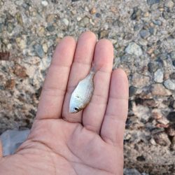 チャリコ爆湧き釣りにならず!!