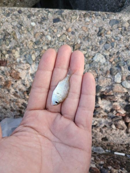 チャリコ爆湧き釣りにならず!!