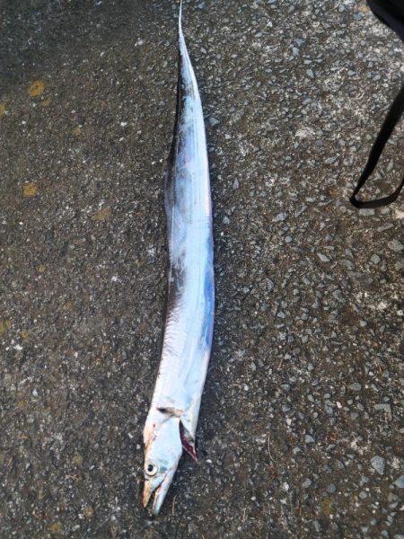 久しぶりの釣果！