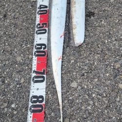 今年の和歌山は去年までとちゃう