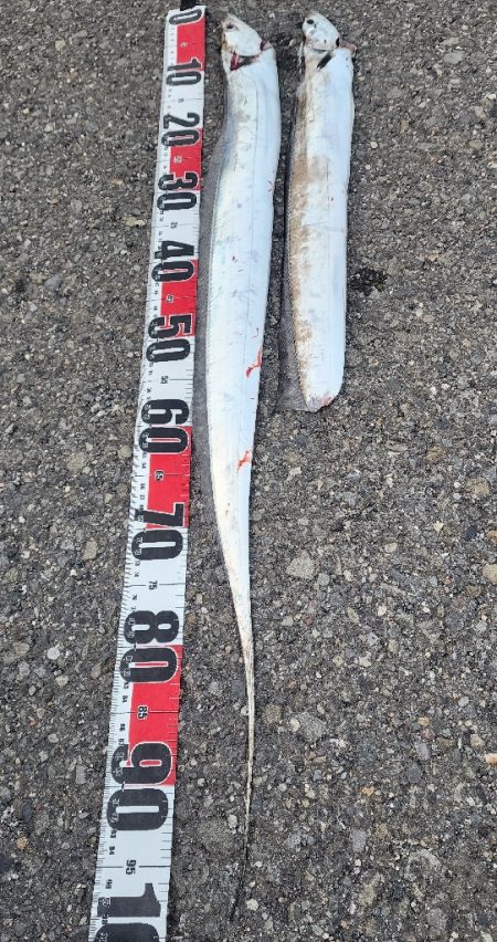 今年の和歌山は去年までとちゃう