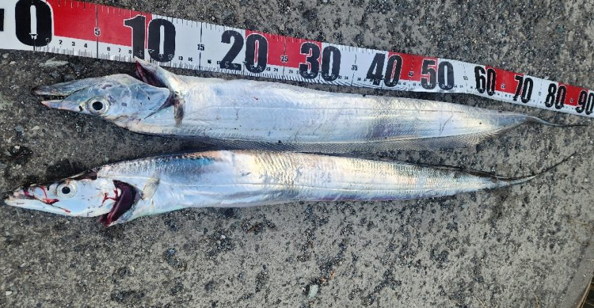 F4ほぼ確イベント中